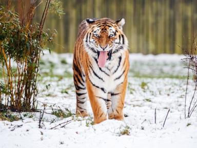 Man attacked by tiger after entering enclosure at England wildlife park