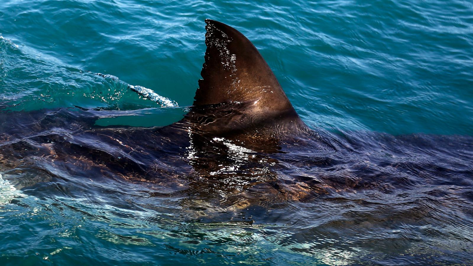 Shark kills woman swimming off South Africa's Eastern Cape, beaches closed