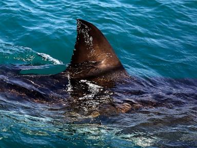 Shark kills woman swimming off South Africa's Eastern Cape, beaches closed