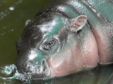 Thailand's baby pygmy hippo Moo Deng now has an official song in 4 languages