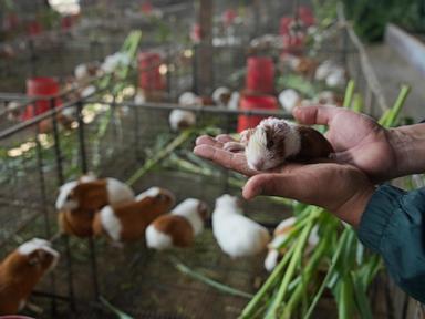 Peru celebrates 2 decades of a fast-growing breed of guinea pigs eaten as a delicacy