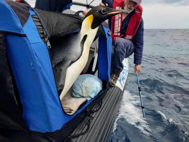 Emperor penguin released at sea 20 days after waddling onto Australian beach