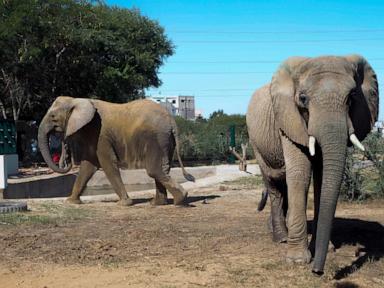 Elephant dies of apparent heart failure in Pakistan weeks after family reunion