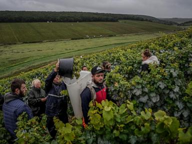 Climate change and harsh weather in France bring challenges to Chablis wine country