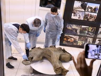 Baby mammoth preserved for 50,000 years unveiled in Russia's Siberia