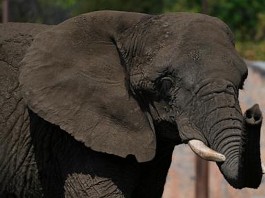 Mexico's Supreme Court orders a zoo to improve conditions for Ely the elephant