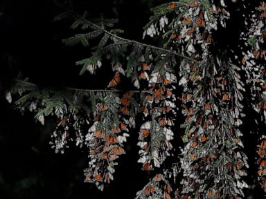 Monarch butterflies wintering in Mexico rebound this year