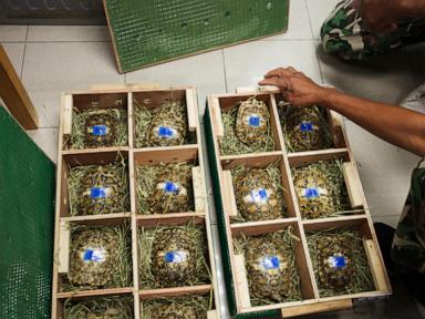 Thais send smuggled tortoises home to Tanzania as evidence against suspected wildlife traffickers