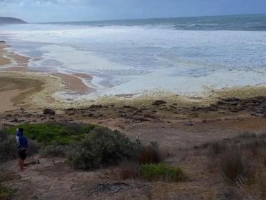 Strange foam and dead fish wash ashore at 2 Australian beaches as surfers fall sick