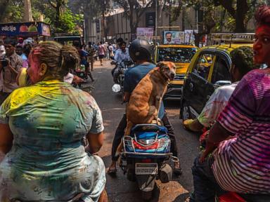 Dog on scooter with Holi powder on forehead shows how much Indians love their pets