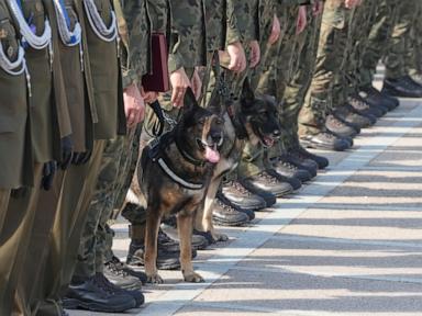 Poland thanks military dogs for their service by giving them army ranks