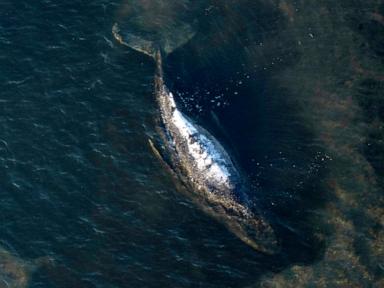 The Silent Baltic Crisis Behind Denmark Stranded Humpback Whale