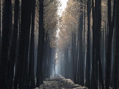 Europe Faces a Brutal Reality Check as Wildfires Redraw the Map