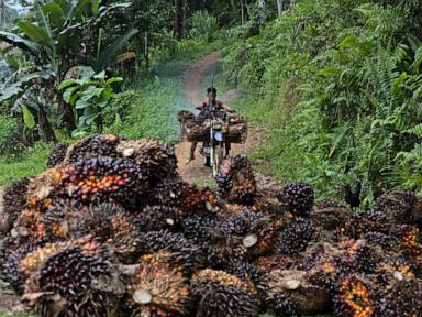 Why Indonesia Big Commodity Takeover Changes Everything For Global Trade