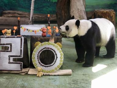 Taipei zoo's giant panda Yuanyuan celebrates her 20th birthday