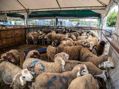 Morocco urges people to not buy sheep for Eid al-Adha celebrations