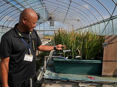 Aging farmers face extreme temperatures as they struggle to maintain Japan's rice crop