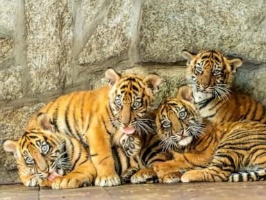 Polish zoo celebrates the birth of 4 Sumatran tigers, a critically endangered species