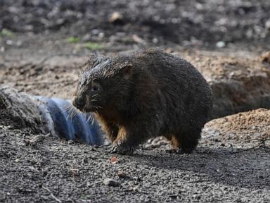 American who snatched a baby wombat from its mother leaves Australia