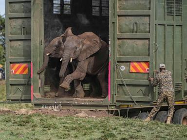 Kenya relocates 50 elephants to larger park; sign poaching under control: Officials