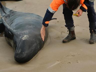 Experts give up hope for 157 false killer whales stranded on a beach in Australia's Tasmania state