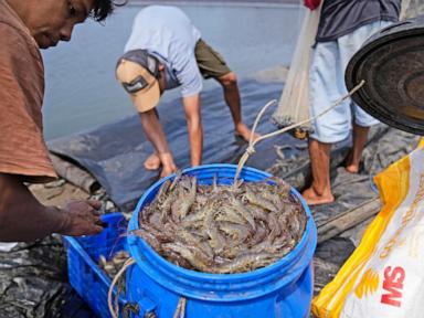 Takeaways from AP's report on how shrimp farmers are exploited as supermarkets push for low prices