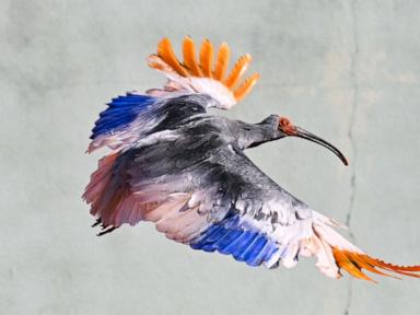 8 crested ibises released in Japan decades after extinction