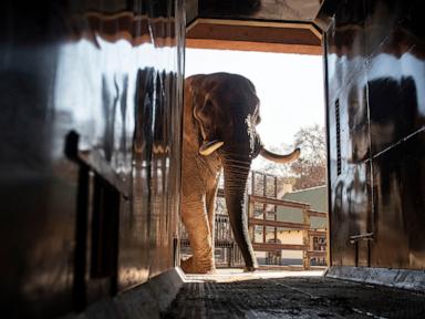 The Anthropomorphic Trap Why Moving Zoo Elephants is a Victory for Optics and a Defeat for Science