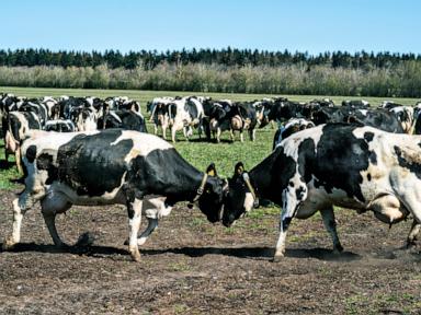 Norway reports first cases of bluetongue disease in livestock since 2009