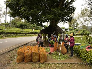 Sri Lanka's plantation workers live on the margins. But politicians still want their votes