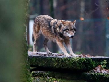 EU votes to lower protection status for wolves after farmers push to allow culls