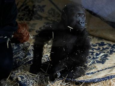 Young gorilla rescued from aircraft hold recovers at Istanbul zoo