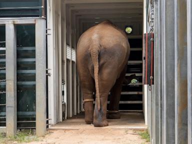 Elephants trumpet, squeak and flap their ears after their complex move across an Australian city