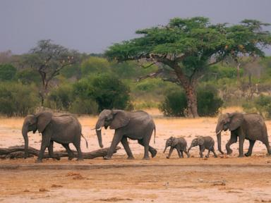 Zimbabwe and Namibia will kill scores of elephants to feed people facing drought