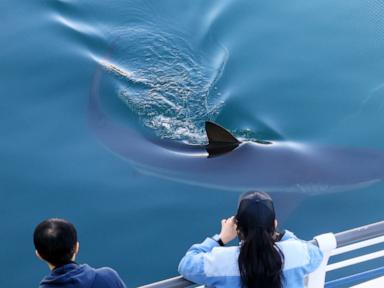 South Korea seeks new ways to free a huge gray shark after it slips back into canal