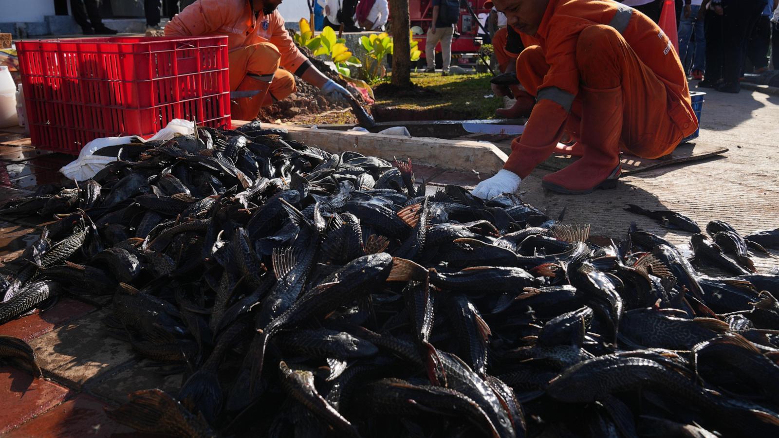 Explosion of invasive ‘janitor fish’ sparks mass removal operation in Indonesia