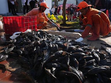 İndonezya'da istilacı 'temizlikçi balıkların' patlaması, kitlesel bir kaldırma operasyonunu tetikledi