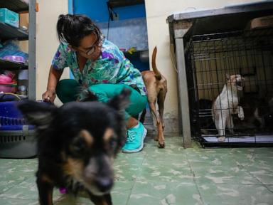 Cubans searching for a better future leave their pets behind