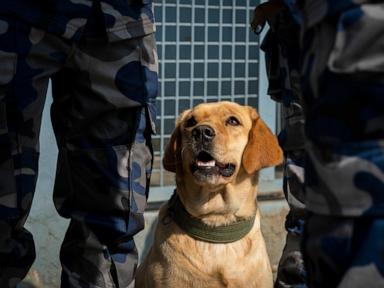 AP Photos: Garlands and treats for beloved dogs in Nepal’s annual Kukur Puja festival