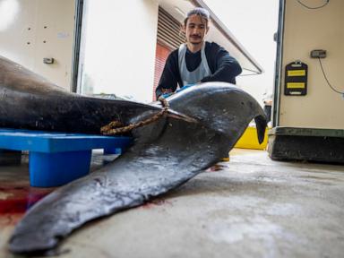 This whale species is so rare it's never been seen alive. A dissection may decode its mysteries