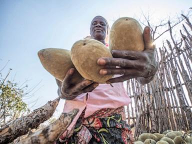 An ancient African tree is providing a new 'superfood' yet local harvesters are barely surviving