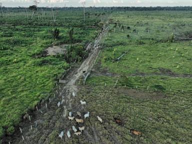 Brazilian beef and leather companies fall short in tackling deforestation, a study finds