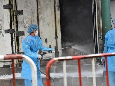 Dozens of zoo tigers die after contracting bird flu in southern Vietnam