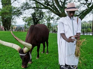 The Economics of Elegance and the True Cost of Rwanda's Inyambo Revival