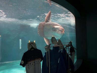 Sunfish that began ailing after aquarium's closure recovers after human cutouts set up outside tank