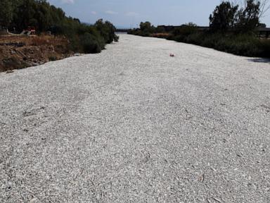 Over 100 tons of dead fish collect at Greek port after climate-related mass die-off