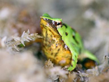 Scientists hope these tiny froglets can save their species