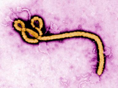 Ebola is Not a Mystery and Our Obsession with Patient Zero is Killing Us