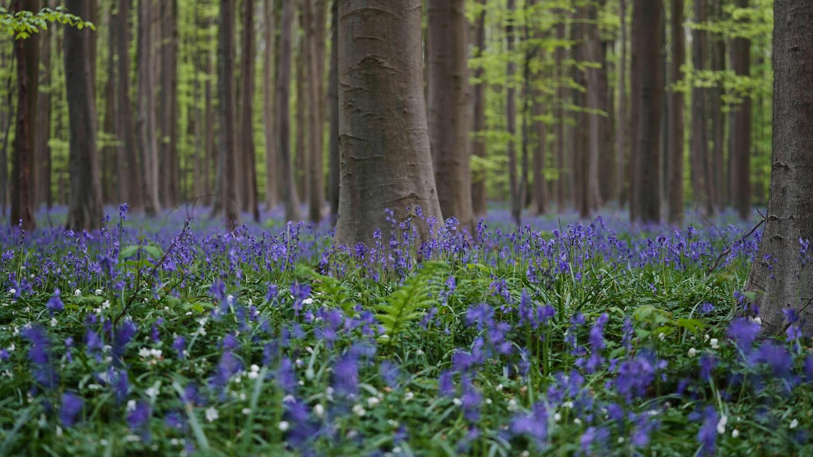 Bluebells and other spring flowers can be nature’s antidote to stressful times
