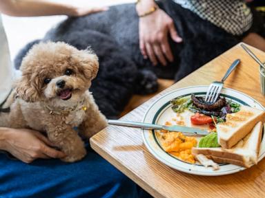 Hong Kong Restaurants Welcoming Dogs Is a Recipe for Operational Ruin